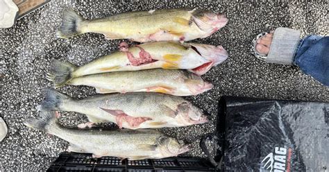 wally scandal|walleye tournament scandal.
